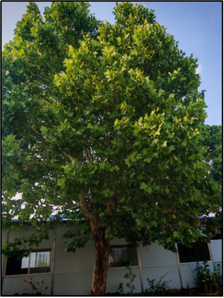 4月5日徐州市置业公司名下苗木网络拍卖公告