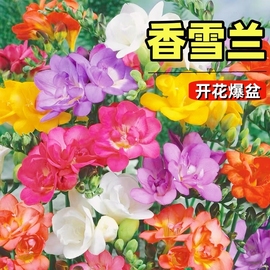 重瓣香雪兰种球盆栽四季开花植物百合花卉小苍兰郁金香大种球鲜花