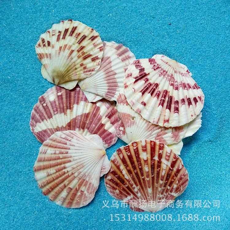 现货花平扇贝材料贝壳海螺海星微景观鱼缸装饰品幼儿园