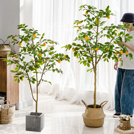 仿真柠檬树绿植盆栽北欧ins风网红大型室内装饰，花客厅摆件假植物