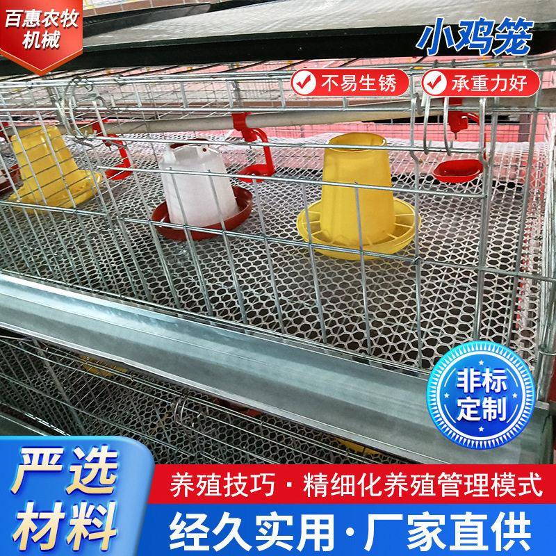 立式小鸡笼育雏鸡笼防锈镀锌养殖设备鸡舍养鸡笼厂家供应