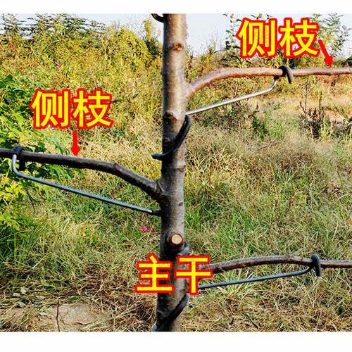 果树拉枝定型器改进型开角器压枝主干别枝樱桃拨弯苹果拉枝神器