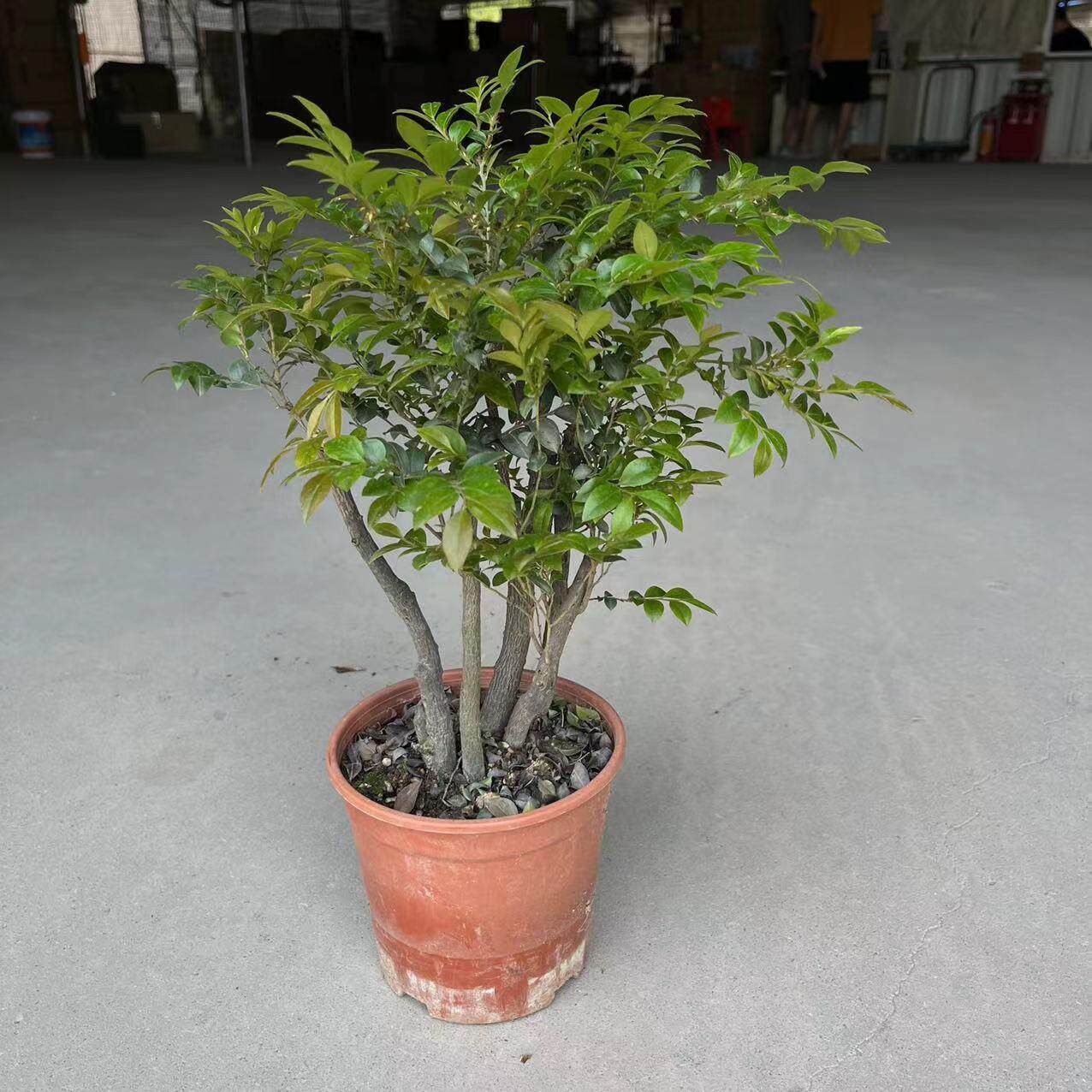 小叶多杆紫檀 花卉盆景树桩黑骨茶室内盆景盆栽观赏四季常青