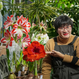 海蒂的花园秘鲁朱顶红种球，多年生球根花卉盆栽阳台庭院植物