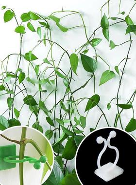 Manufacturer wholesale Devil's Ivy wall climbing fixator, vi