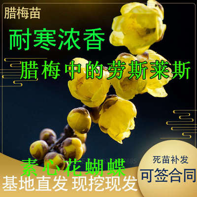 森农哥浓香型素心黄花蝴蝶腊梅花红梅树苗大花圆瓣盆栽庭院阳台