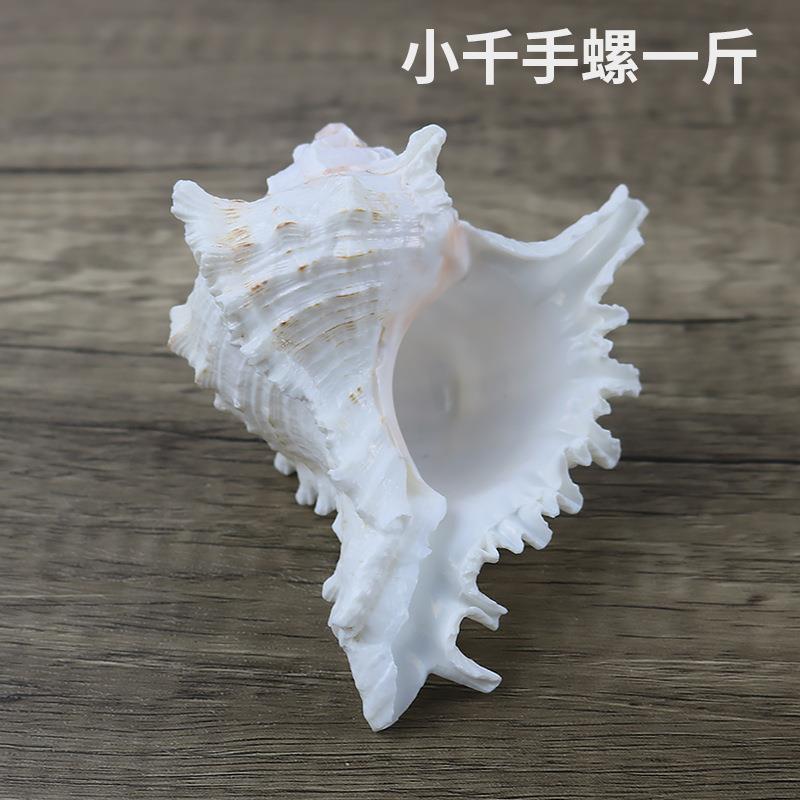 水族货源8-12CM壳天千手螺音鱼造景缸听大小千手螺海的声然贝海螺