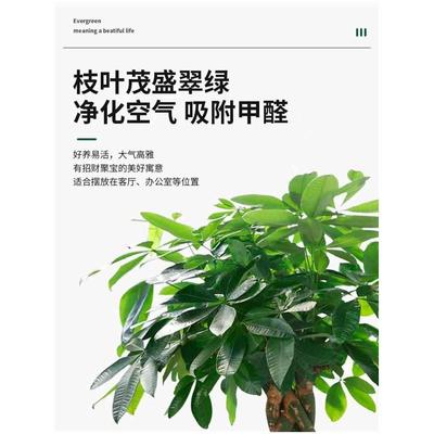 发财树大棵客厅大盆栽大型绿植室内办公室盆景吸甲醛乔迁开业植物