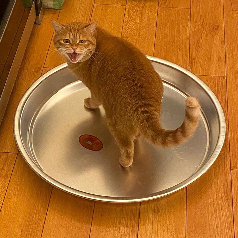 不锈钢狗窝散热猫床冰盒仓鼠冰床荷兰猪不锈钢盆耐咬冰垫冰窝猫咪