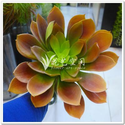 仿真超绿植特加长杆06220大龙舌兰塑料花植物大大盆落地客厅景装