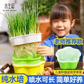 儿童种植小盆栽幼儿园学生观察水培diy 农场创意迷你植物观察生长