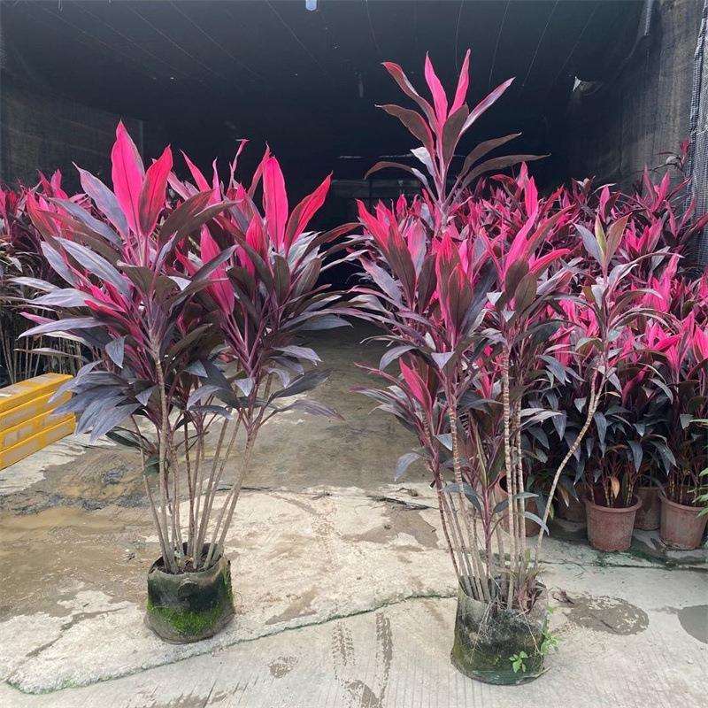 红叶朱蕉绿植室内大型盆栽办公室客厅落地式禄植真花好养易活植物