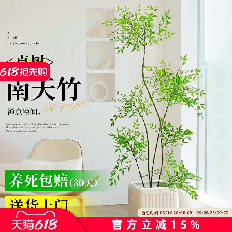 南天竹真树盆栽客厅大型绿植造型火焰老桩办公室内客厅好养落地景
