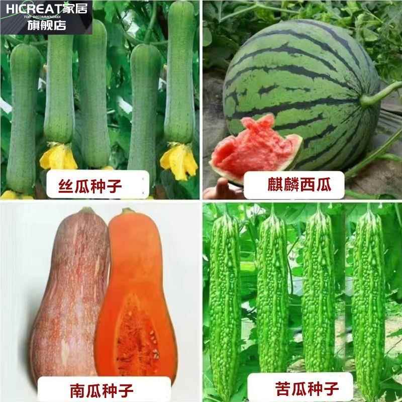 种四种季蔬菜子大全室内外农家阳台庭院E播HICRAT香菜生种菜草莓