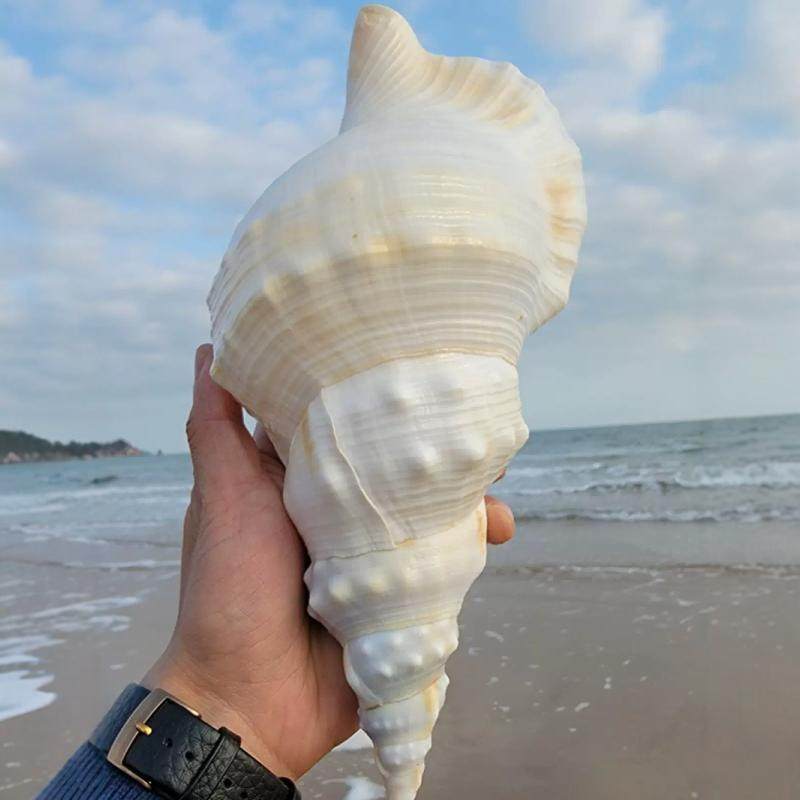 超大海螺贝壳特大白蛙螺白法螺海星鱼缸造景道具饰品可听大海声音