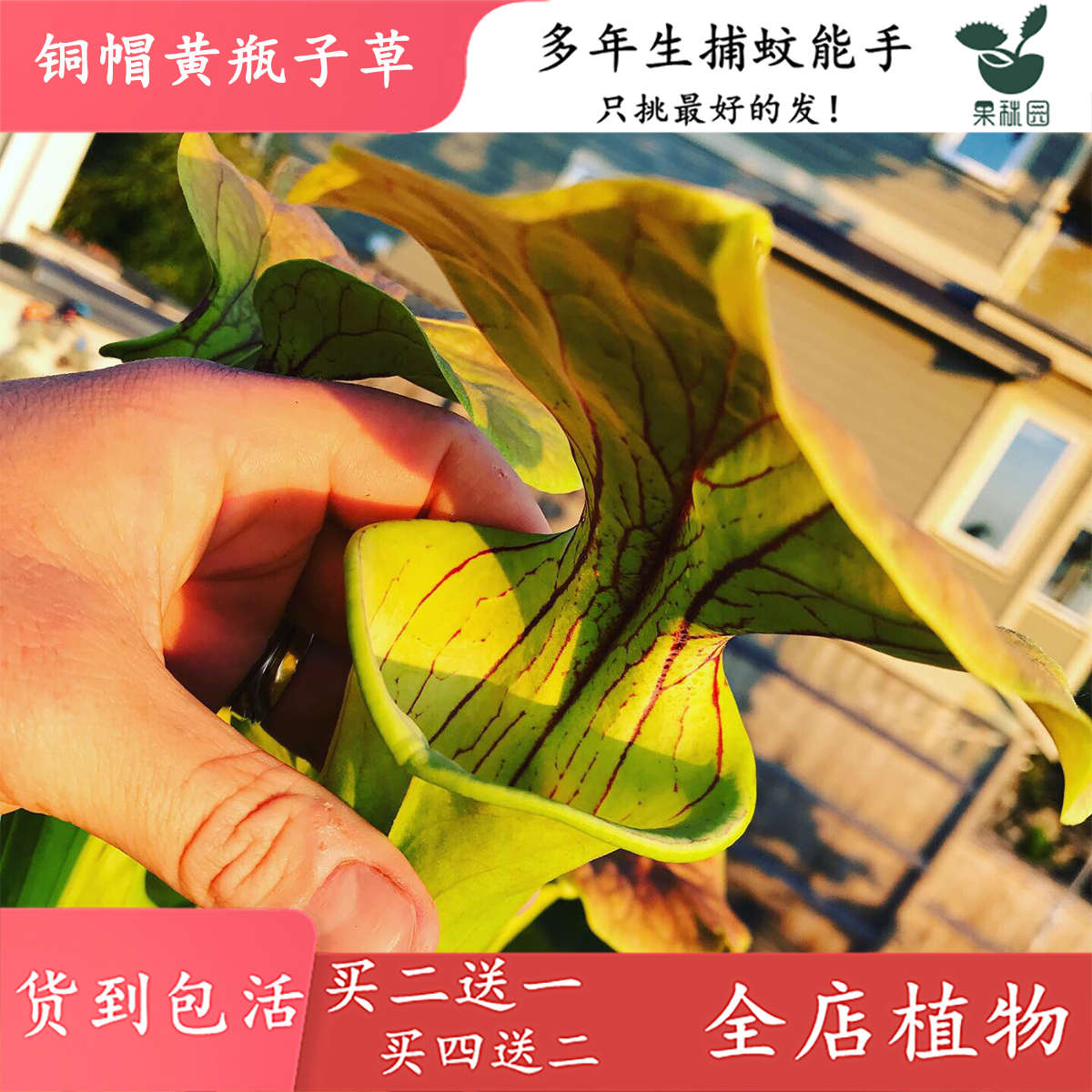 铜帽黄瓶子草【食虫植物造景观鱼缸驱蚊草捕虫草大型直立食虫草】