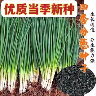 小香葱籽种子四季易种小葱种子阳台室内盆栽葱种子家庭菜种子
