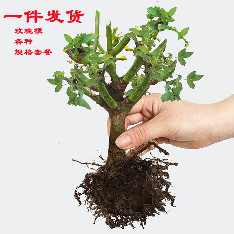 玫瑰花老桩老根四季盆栽室内开花不断大花浓香阳台观花绿植发货