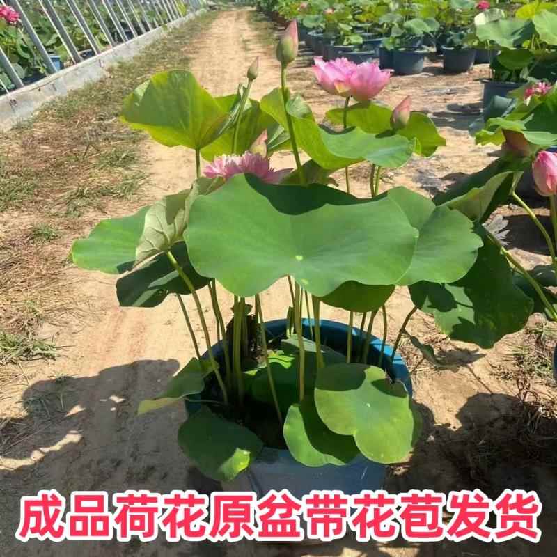 观赏荷花盆栽成品苗带花苞水培睡莲碗莲植物庭院池塘种植大型藕根