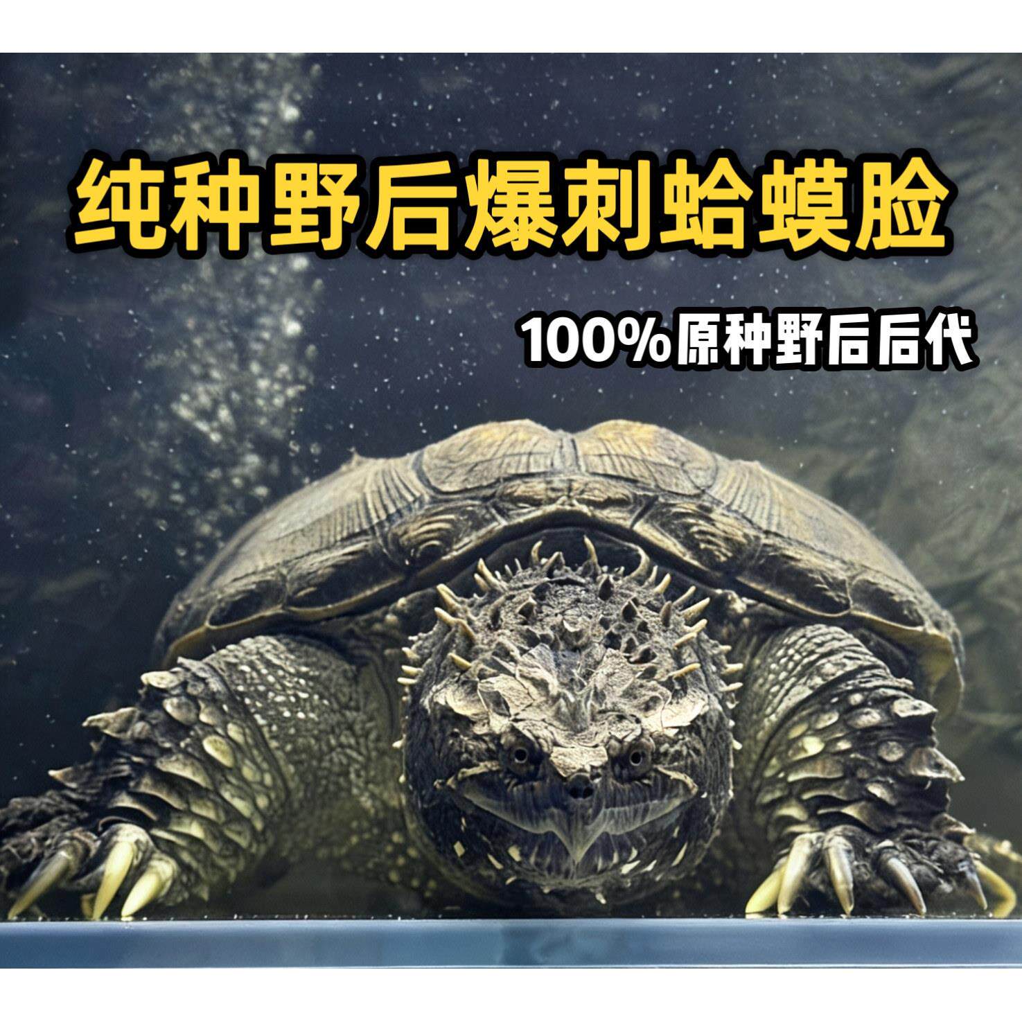 原种暴刺纯佛鳄龟野后后代纯佛鳄龟苗粗刺高背大头凶猛宠物观赏龟