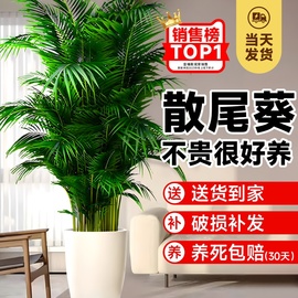 散尾葵植物盆栽客厅，大型绿植室内办公室好养凤尾竹，盆景天堂鸟花卉