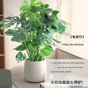 龟背竹栽活客厅号盆大叶老桩大植物室内大型好养易去甲醛1四季绿