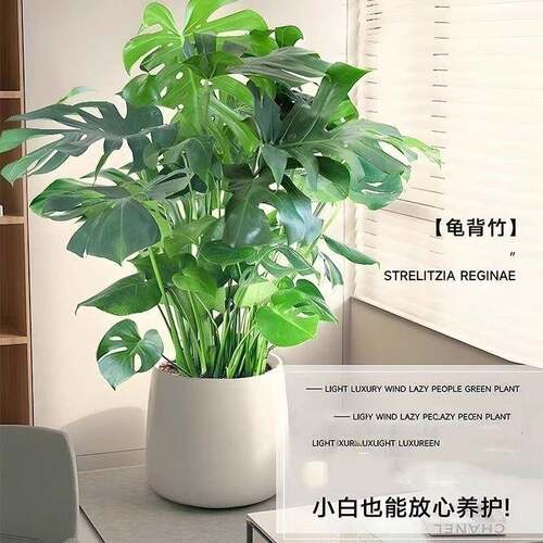 龟背竹客厅大大号盆1栽大叶老桩植物室内好养易活去绿甲型醛四季