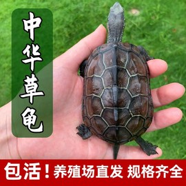 中华草龟活体小乌龟活体外塘长寿龟宠物龟金线龟活物龟墨龟草龟苗
