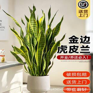 虎尾花卉 金边虎皮兰室内大型绿植客厅水培大盆栽办公室好养活四季