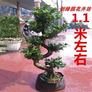 绿植室外庭院阳台观茎植物 金钱榕小叶榕树S造型榕树盆景盆栽