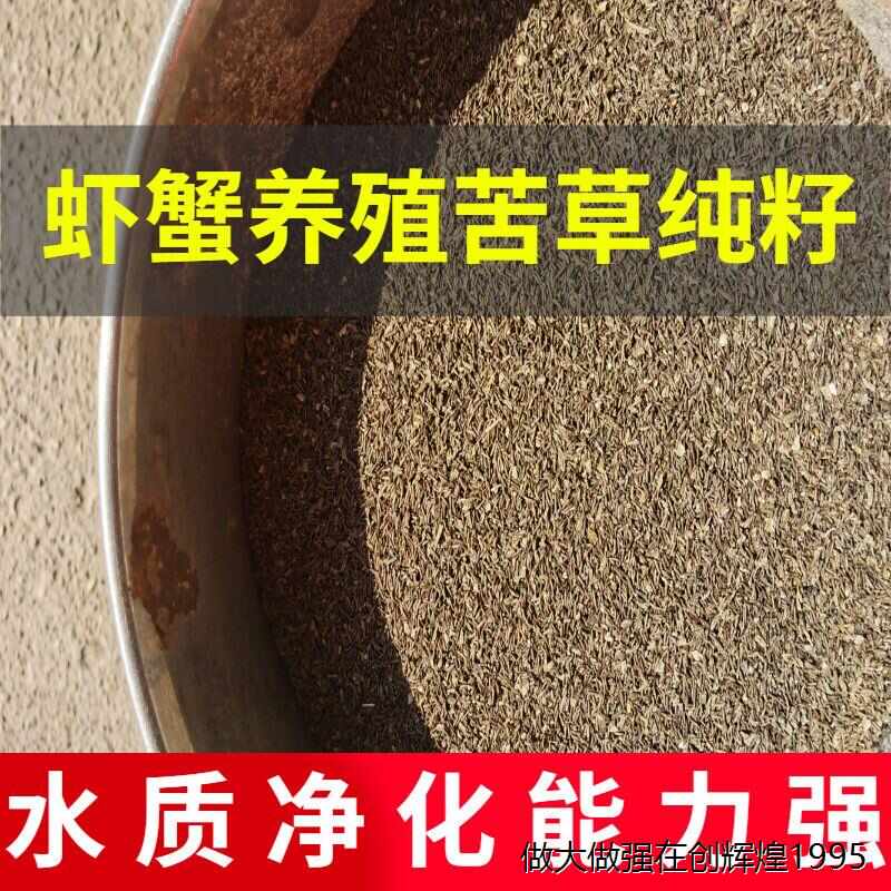 。苦草长叶鸭舌头草种水草种籽扁担草小龙虾蟹养殖净化淡水鱼池种