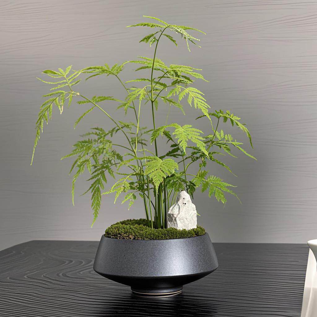 新中式彷真绿色植物文竹盆景样板房客厅酒店玄关植物茶室盆栽桌面