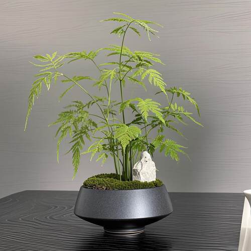 新中式彷真绿色植物文竹盆景样板房客厅酒店玄关植物茶室盆栽桌面