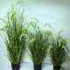 仿真狗尾巴草网ZY124芦苇草欧仿真植物红落地家橱窗摆件北盆景绿