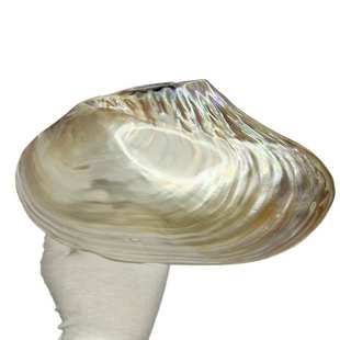 天然贝壳珍珠母贝淡水河蚌工艺品摆件鱼缸造景旅游区纪念品批发