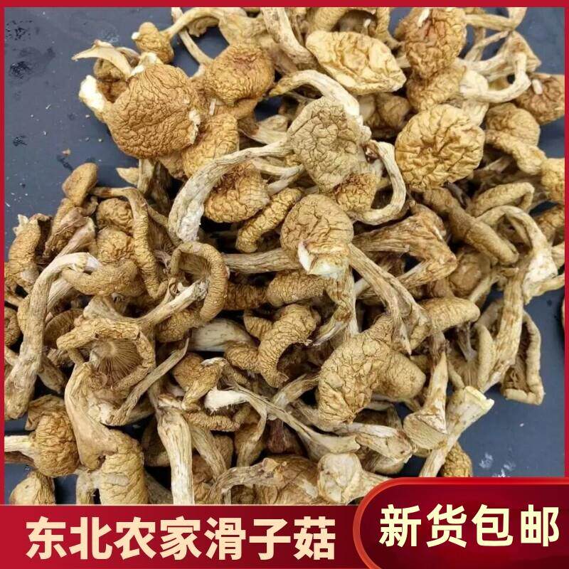 东北特产滑子菇干货500g包邮滑子蘑小鸡炖蘑菇小黄蘑野生蘑菇
