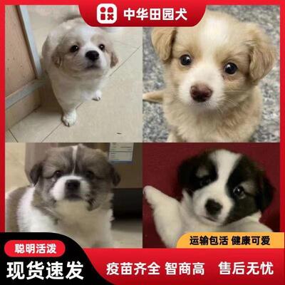 土狗活体小型犬家养狗狗