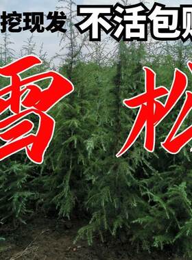 雪松树苗松树小苗四季常青耐寒宝塔松柏圣诞树庭院景观绿化白皮松