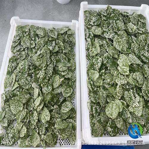 香酥翠叶紫苏叶油炸机脆桑叶上浆油炸流水线天妇罗油炸设备