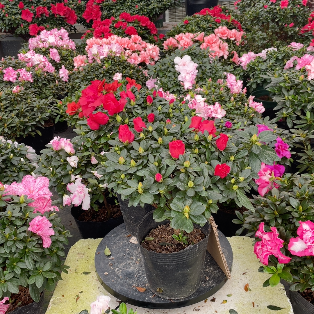 红宝石杜鹃花
