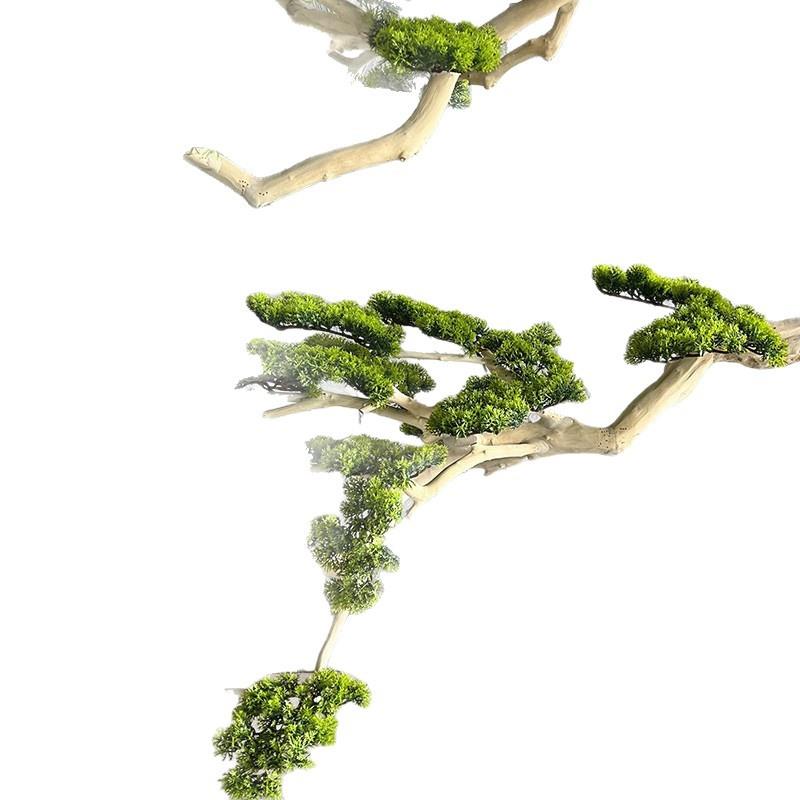 迎客松树室内造景崖柏松绿植玄关橱窗根包石景观家居装扮微景观