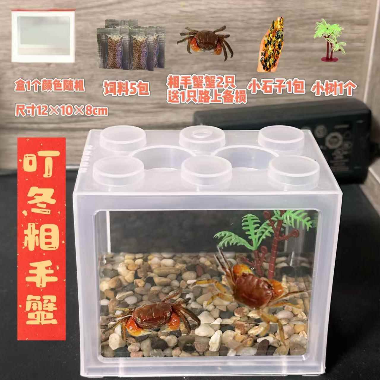 叮咚套餐办公桌微景观迷你宠物辣椒蟹相手蟹小朋友同款好养宠物蟹
