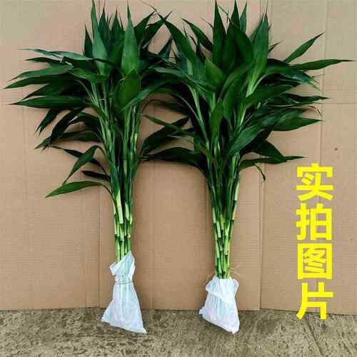 鲜花卉发财室内水竹绿植带根客厅富贵竹水培植物水养绿萝 盆栽