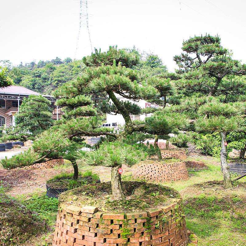 黑松造型树湖南苗木基地别墅庭院观赏花木基地直供价低质优苗木