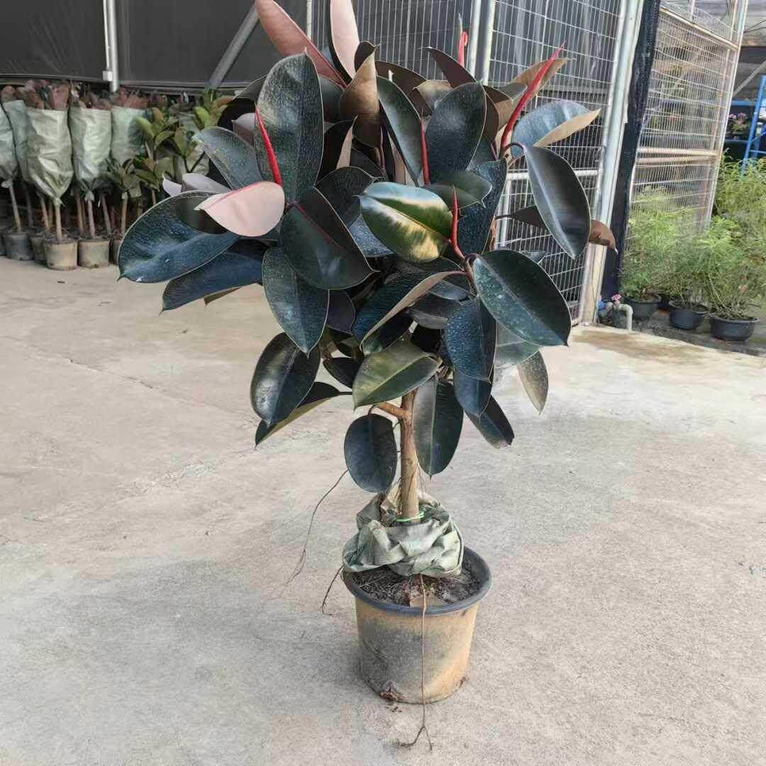 橡皮树盆栽黑金刚盆栽花盆苗客厅室内绿叶大叶四季常青型植物净化