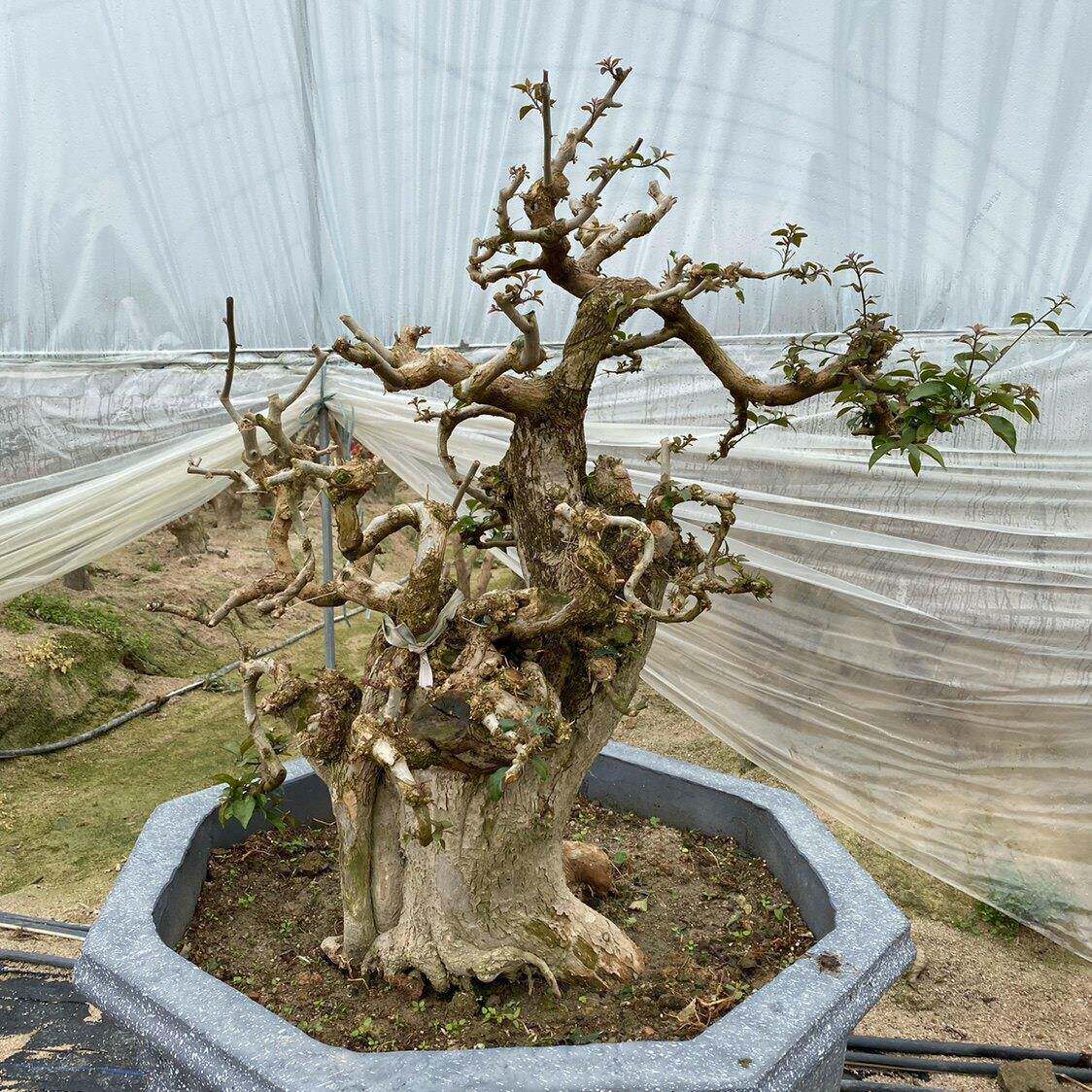 花多多高飘三角梅老桩一物一拍阳台庭院爬藤飘枝四季开花原盆发货
