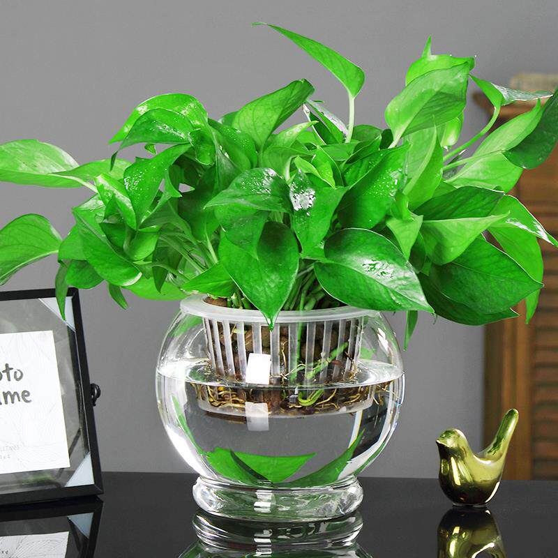 透明玻璃水培花盆简约玻璃花瓶水养绿萝植物盆栽圆球形小鱼缸容器