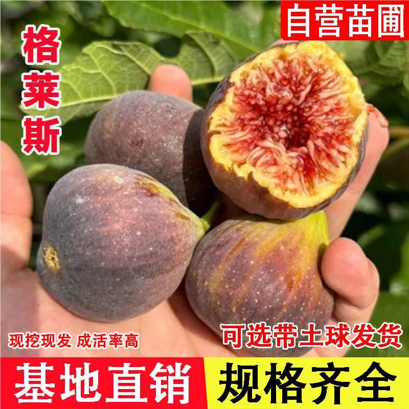 格莱斯无花果苗糖心水蜜桃无花果树苗盆栽地栽种植当年结果果树苗