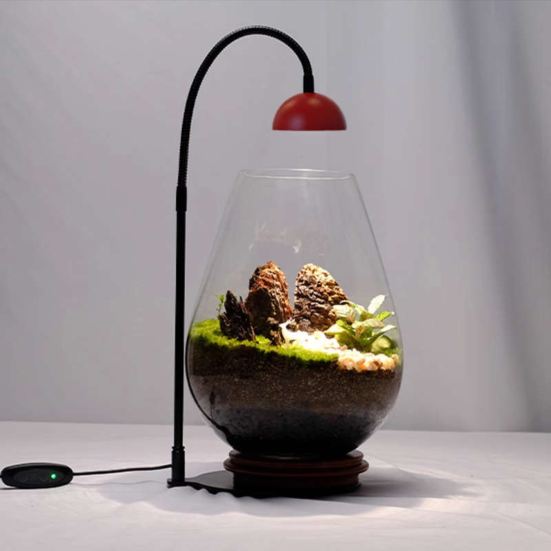 小红帽定时植物灯生态瓶造景微景观灯苔藓鱼缸盆栽全光谱补光灯