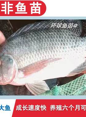 单性雄性脆肉罗非鱼苗新吉富大鱼苗福寿鱼淡水养殖活体非洲鲫鱼苗